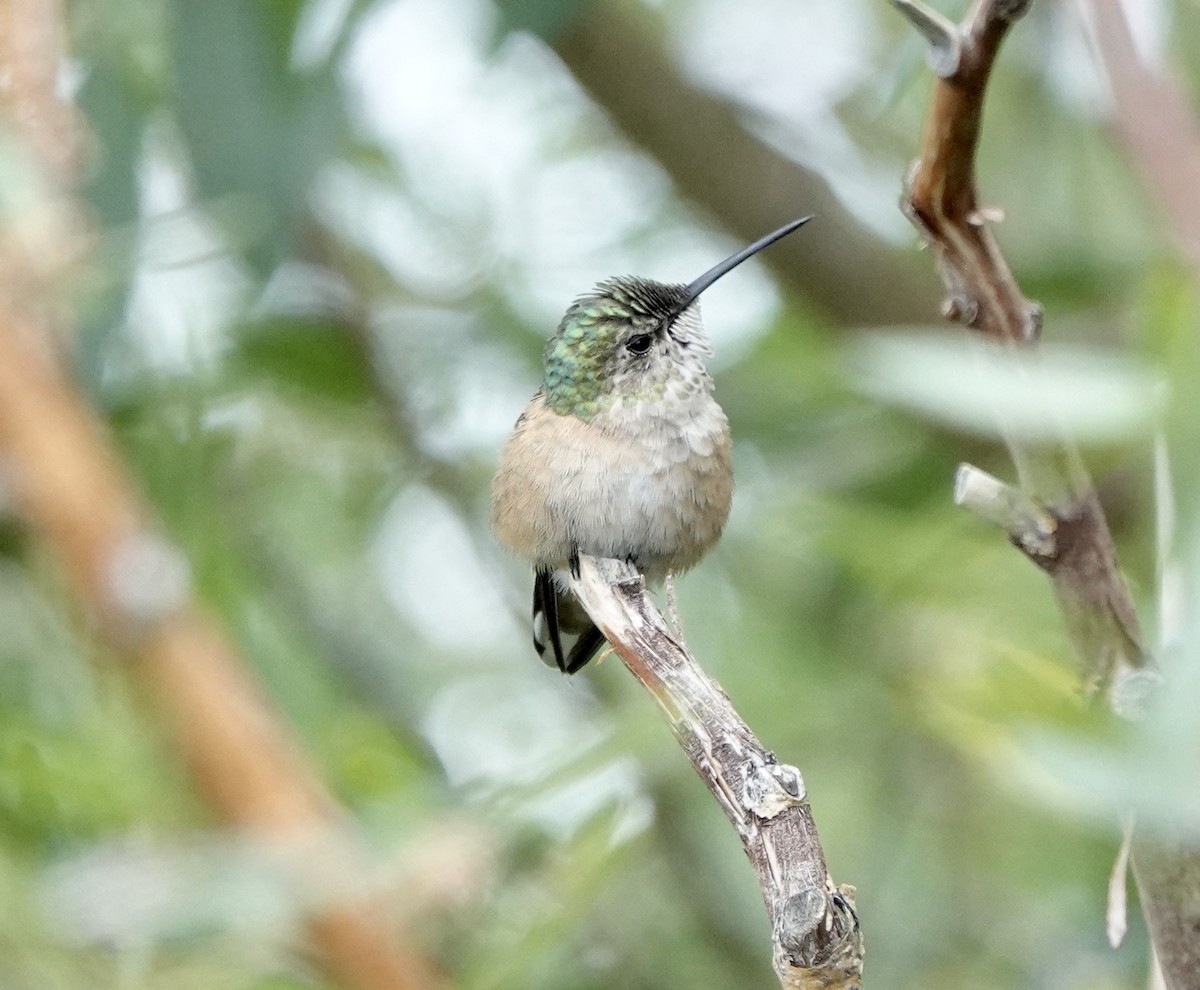 Calliope Hummingbird - ML599585631