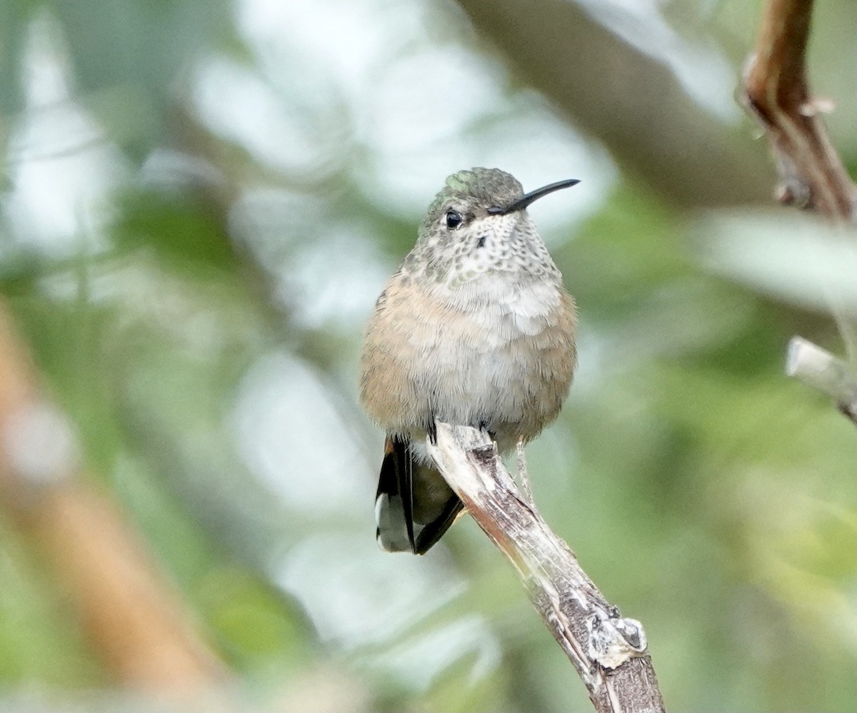 Calliope Hummingbird - ML599585651