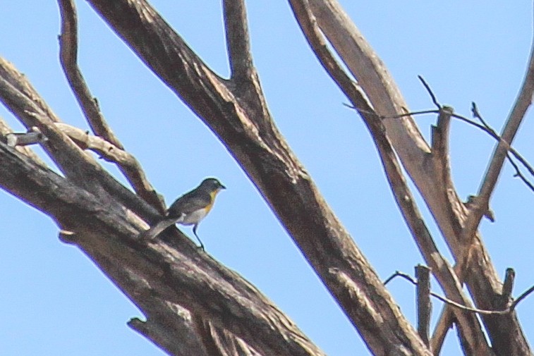 Yellow-breasted Chat - ML599586021