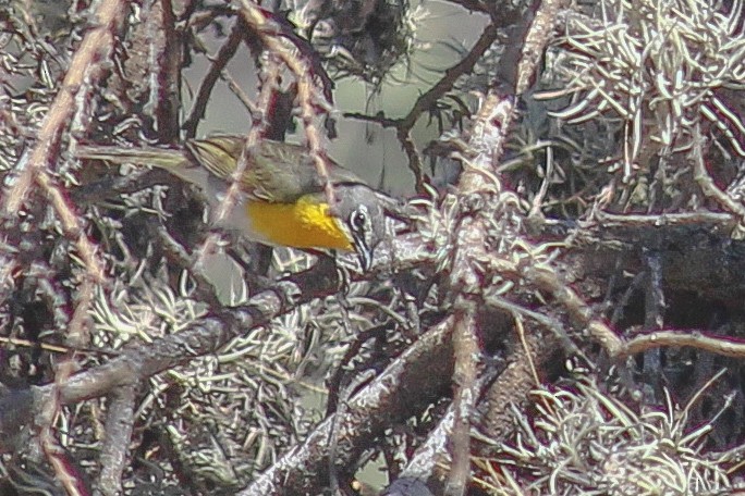 Yellow-breasted Chat - ML599586031