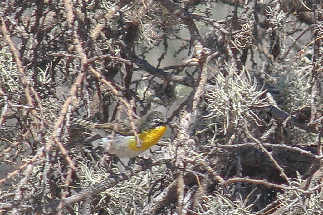 Yellow-breasted Chat - ML599586041