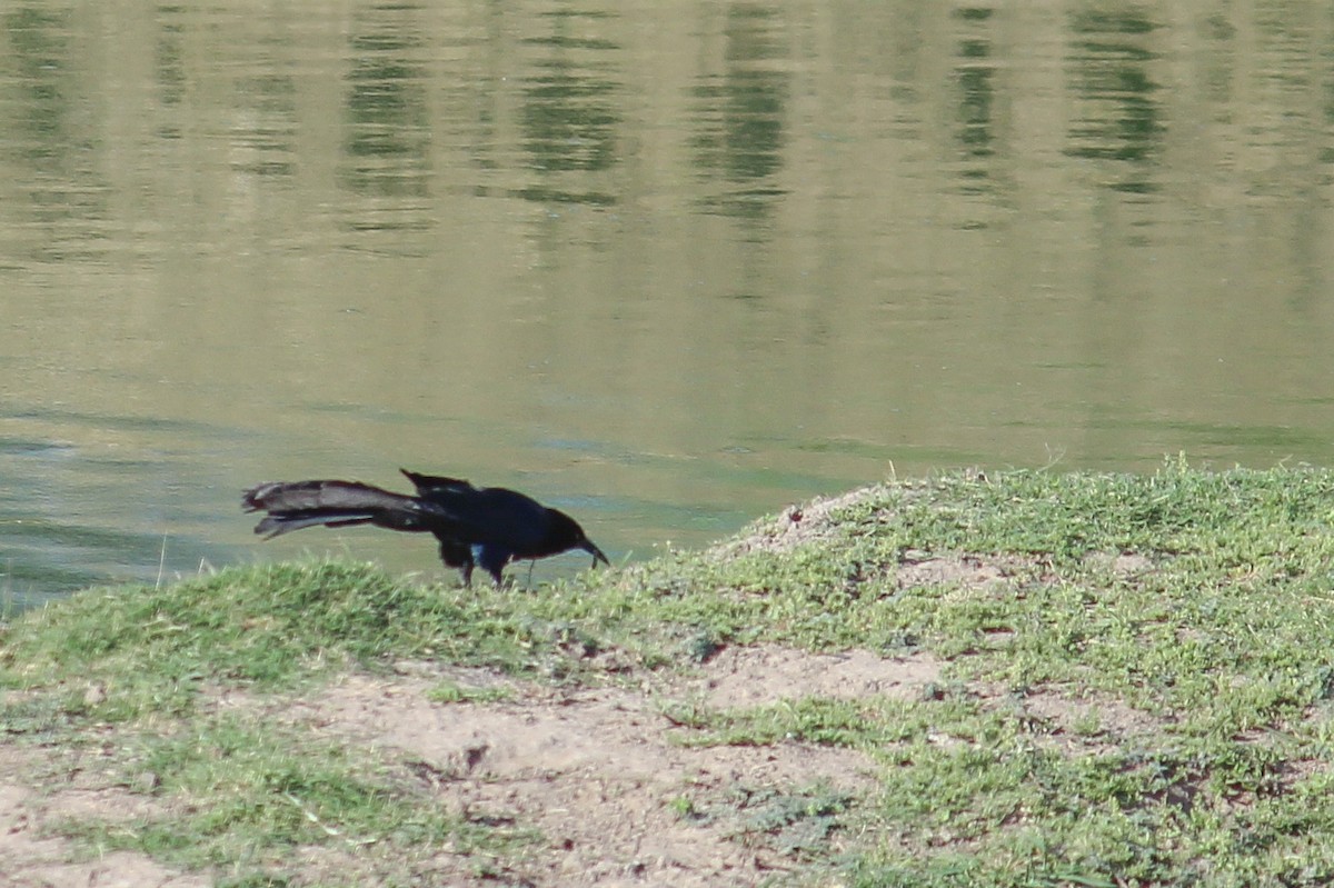 Great-tailed Grackle - ML599586181