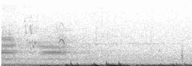 Скопа (cristatus) - ML599586531