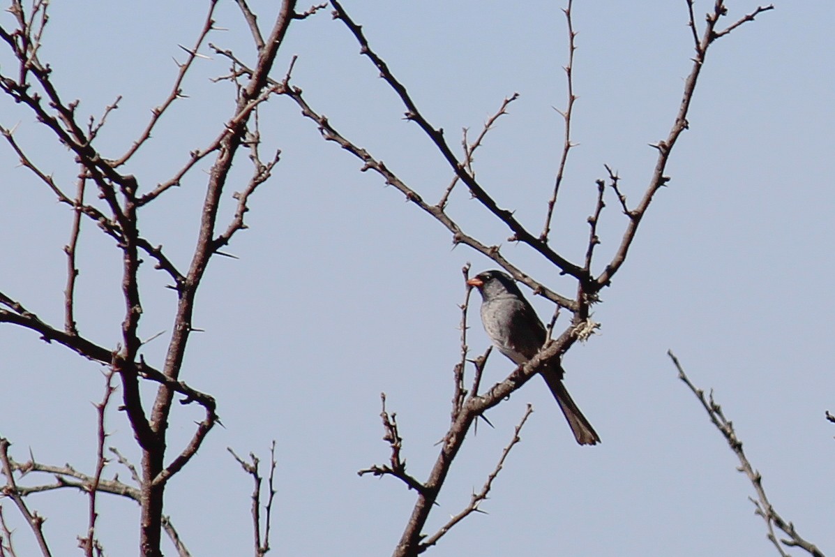 Black-chinned Sparrow - ML599588171