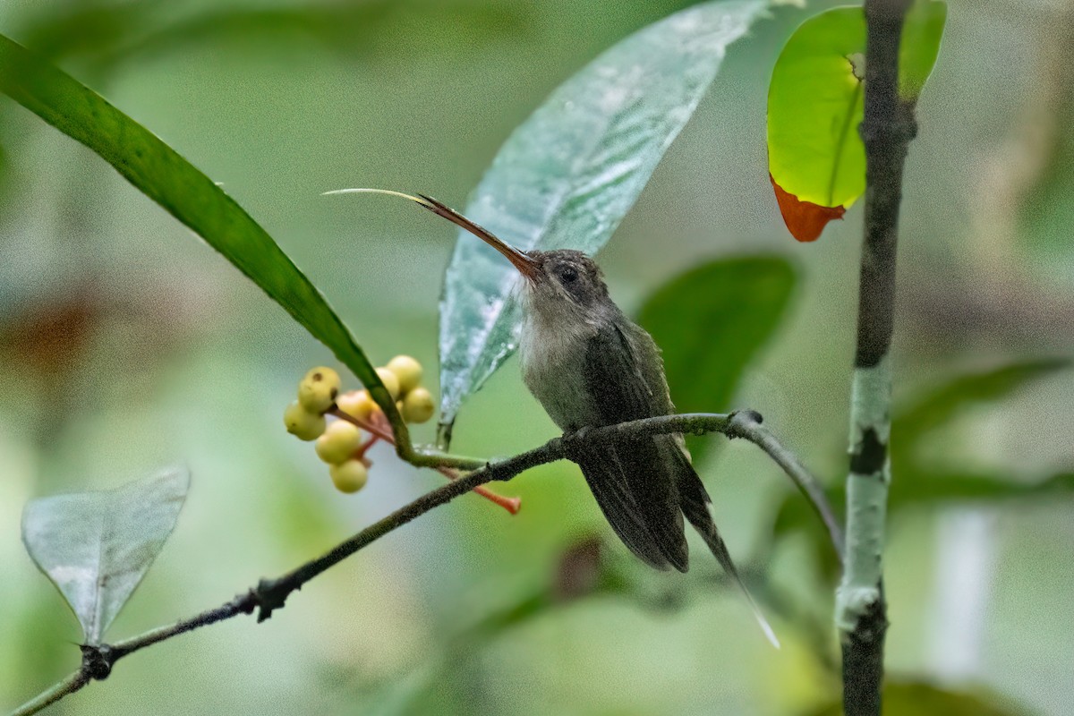 kolibřík šídlozobý - ML599588511