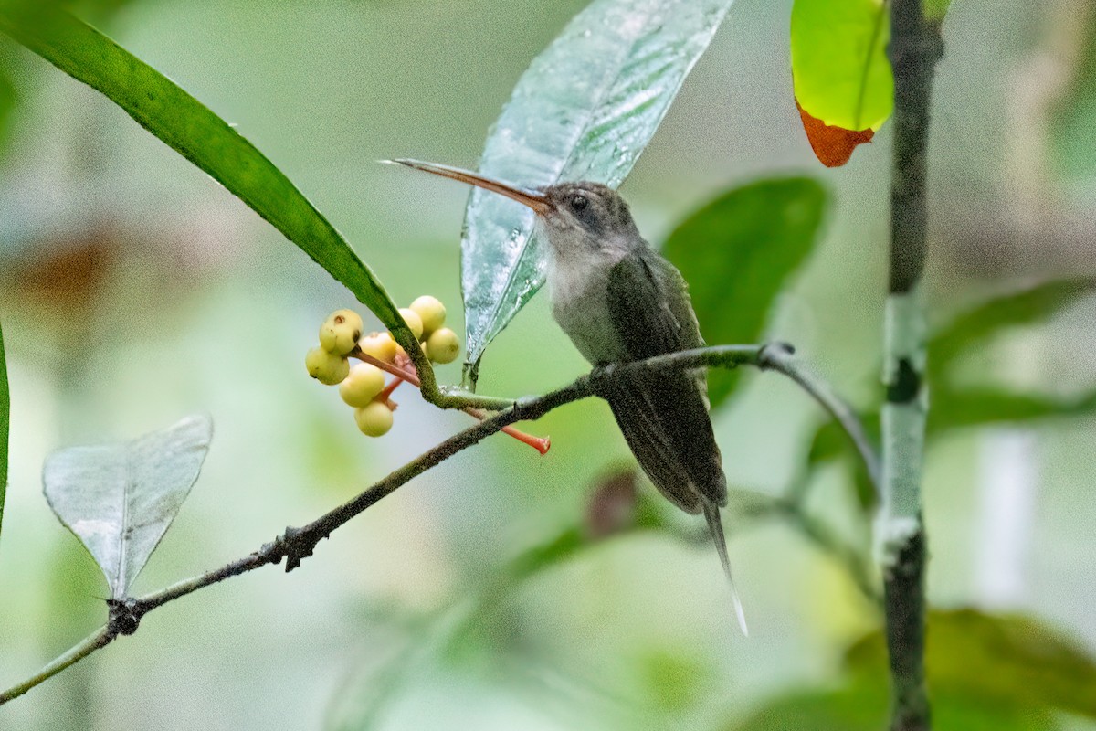 kolibřík šídlozobý - ML599588521