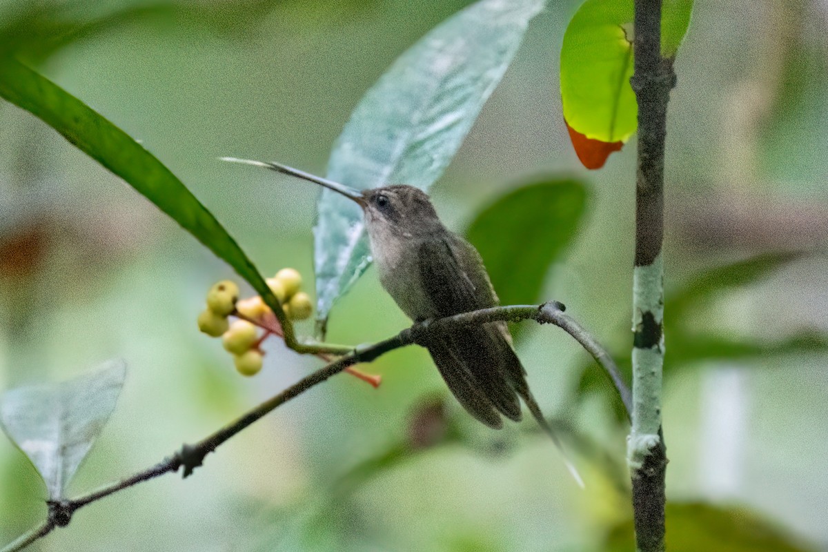 kolibřík šídlozobý - ML599588531