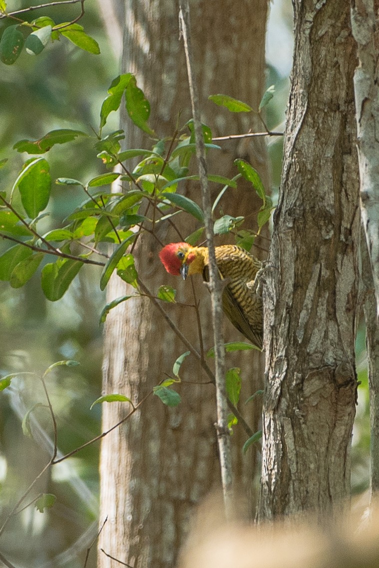 Golden-green Woodpecker - ML59958871