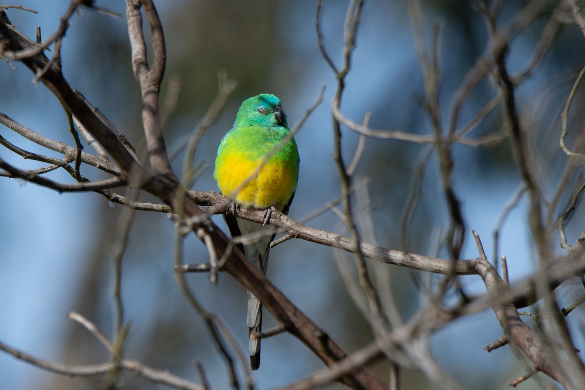 Red-rumped Parrot - Sangyoon Lee