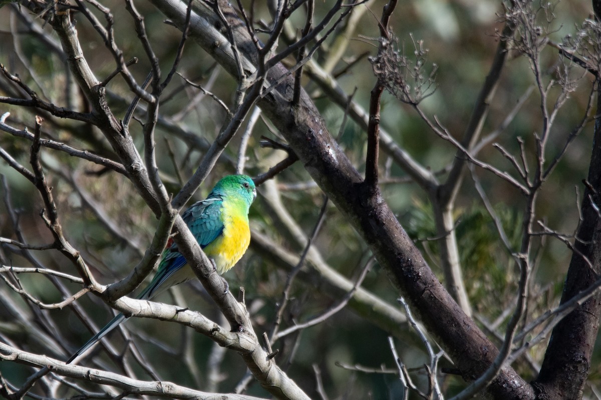 Red-rumped Parrot - ML599592541
