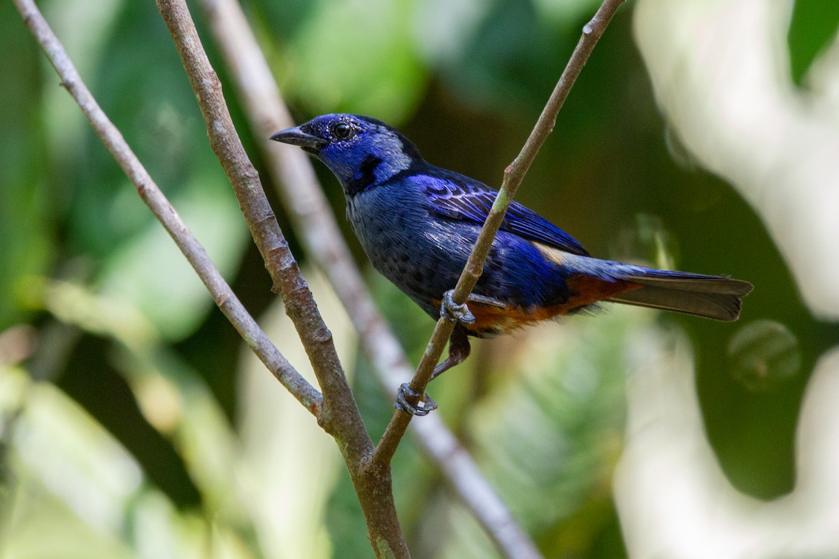 Opal-rumped Tanager - ML599593661