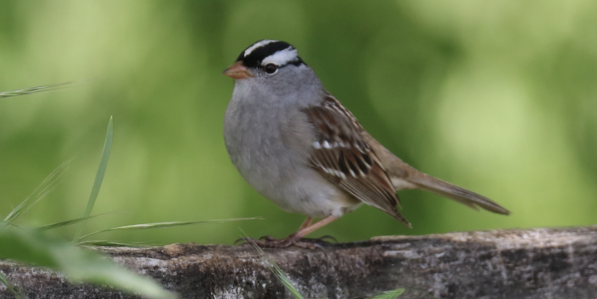 White-crowned Sparrow (Dark-lored) - ML599601981