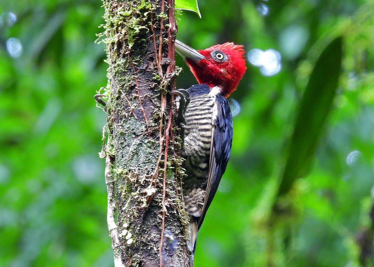 Pale-billed Woodpecker - ML599605721