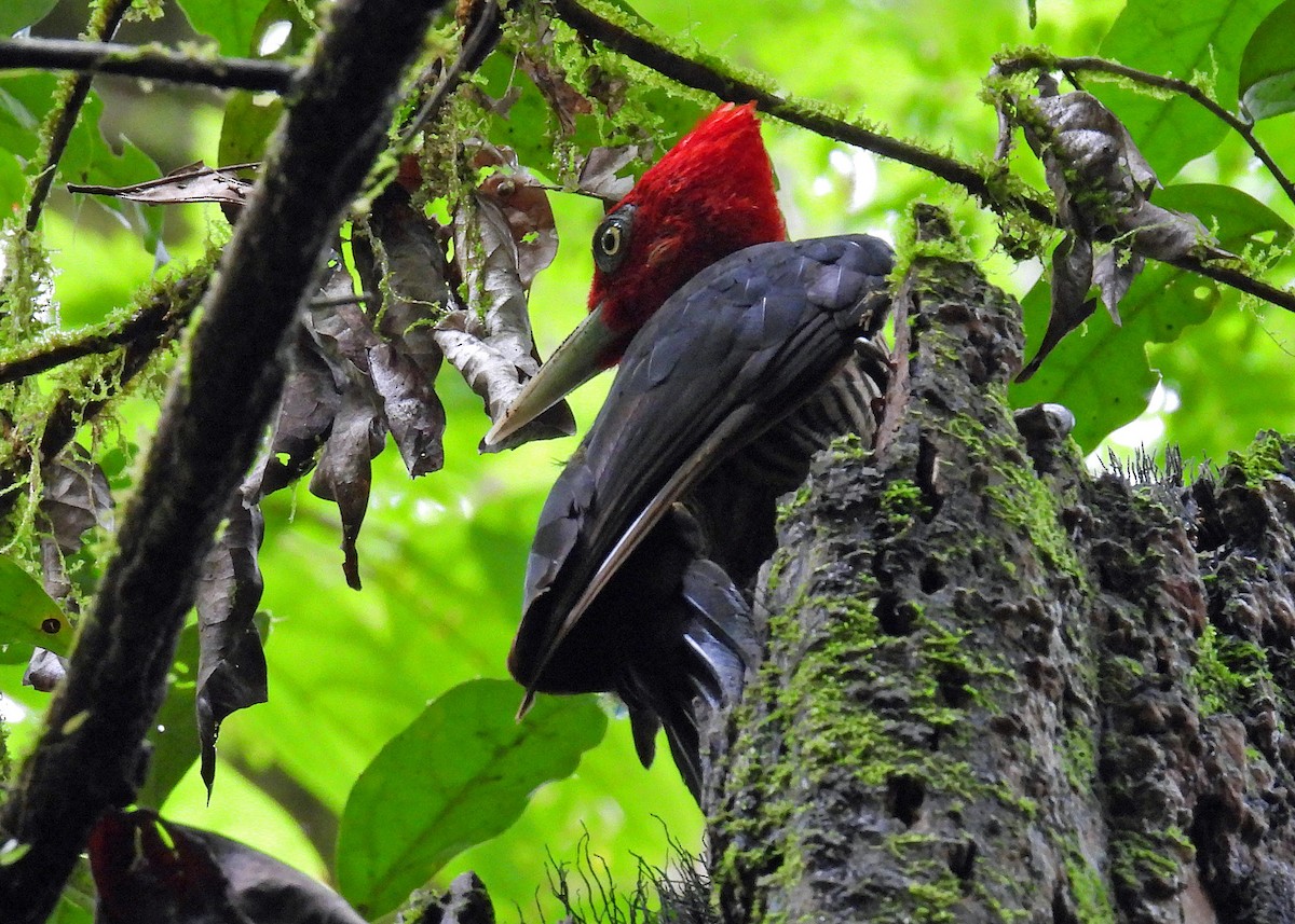 Pale-billed Woodpecker - ML599605731