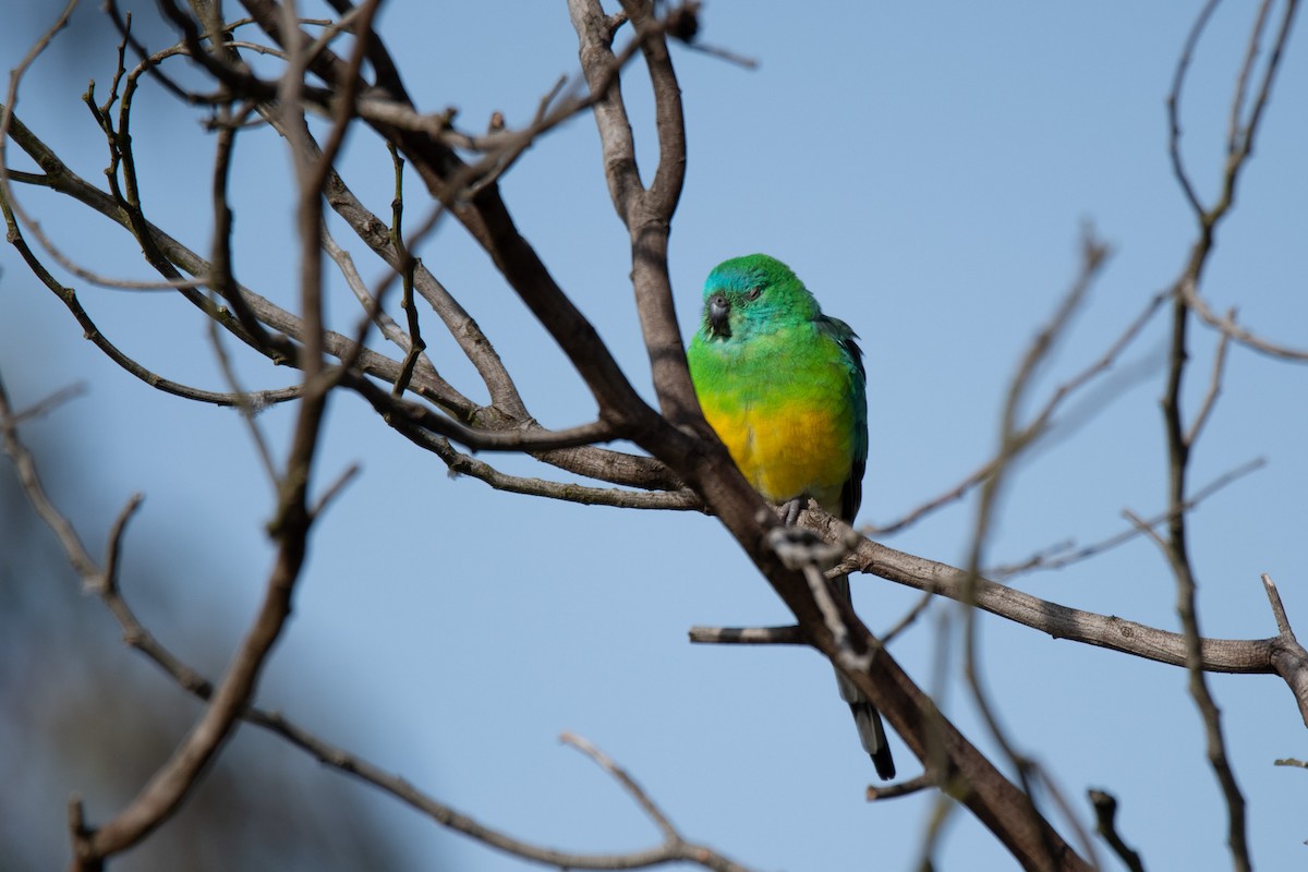 Red-rumped Parrot - ML599606321