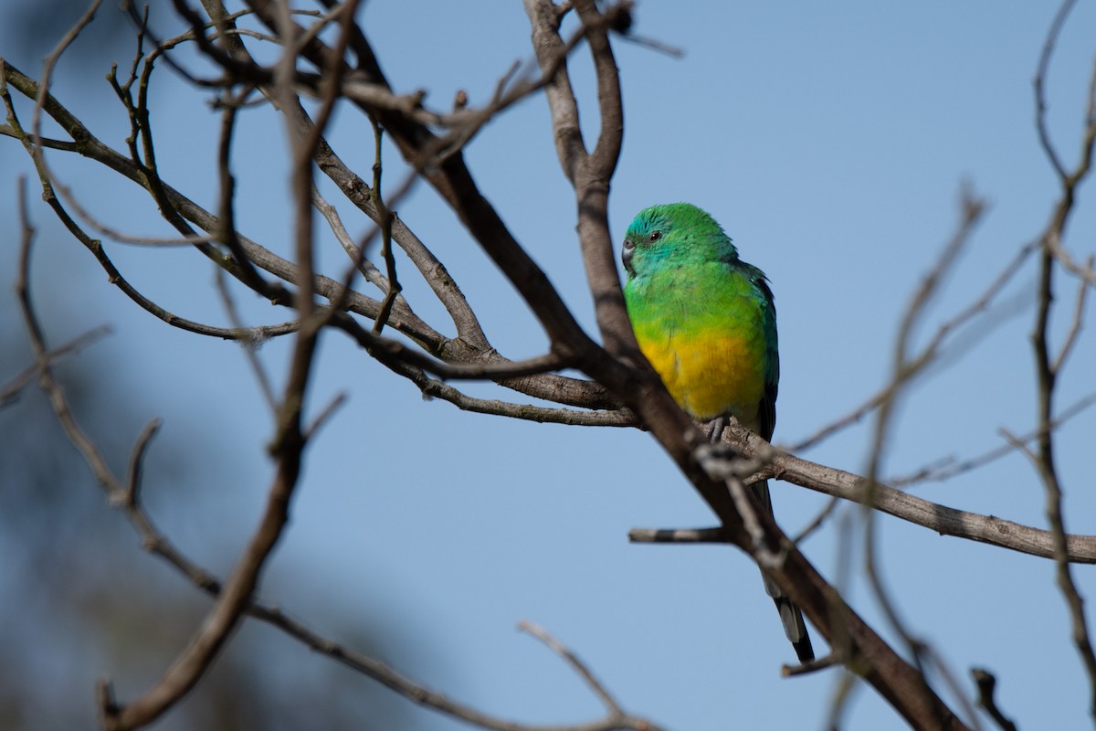 Red-rumped Parrot - ML599606331
