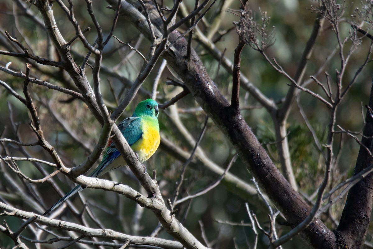 Red-rumped Parrot - ML599606341