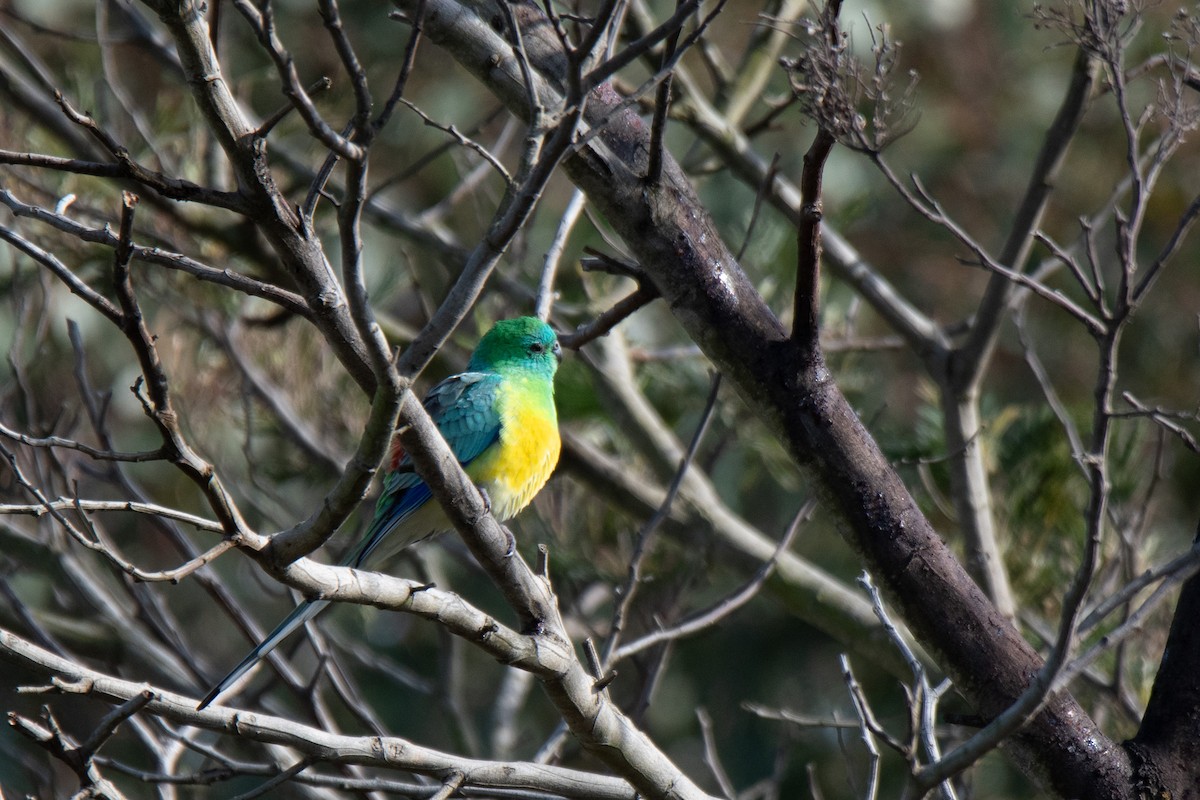 Red-rumped Parrot - Sangyoon Lee