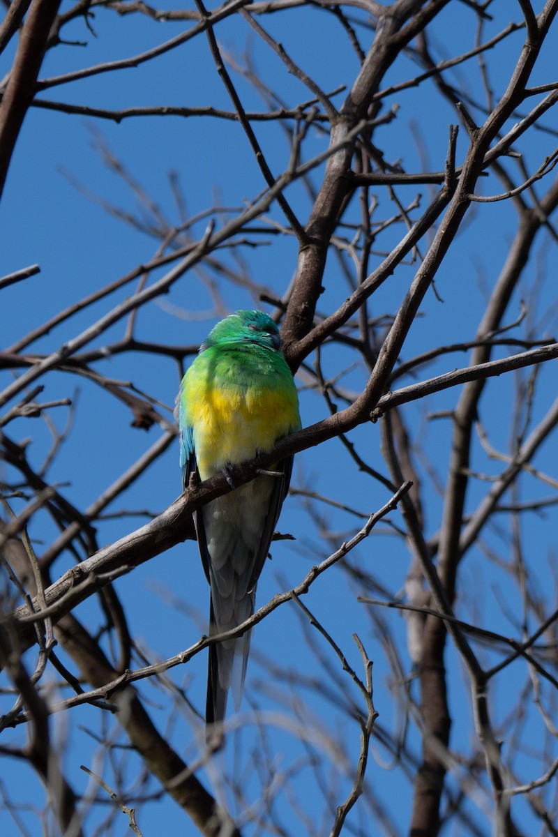 Red-rumped Parrot - ML599606361
