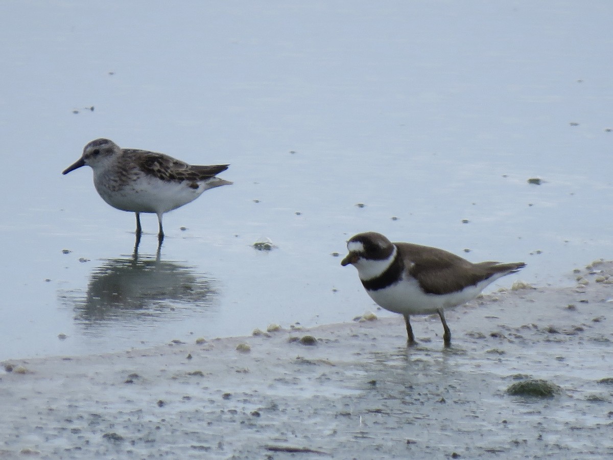 Semipalmated Plover - ML599608101