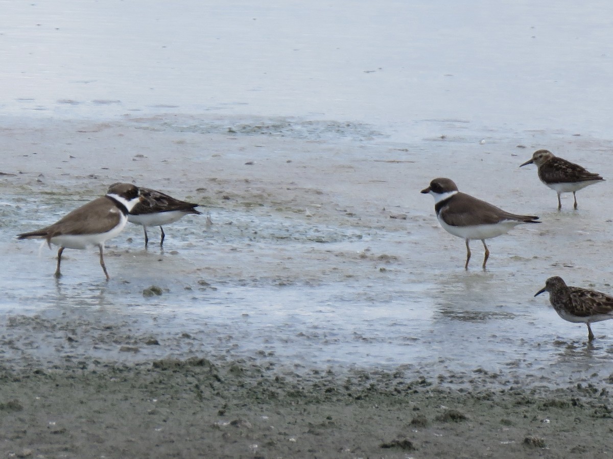 Semipalmated Plover - ML599608111