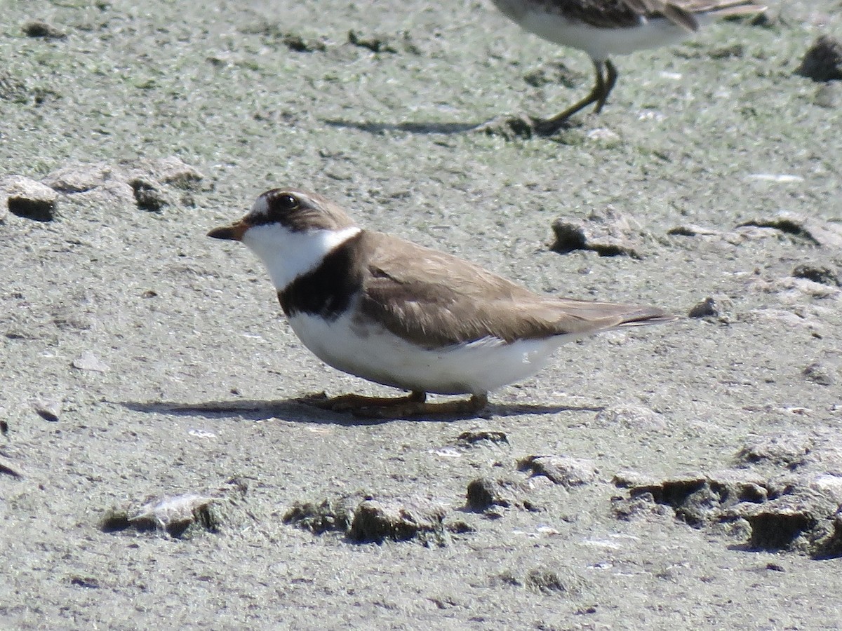 Semipalmated Plover - ML599608121