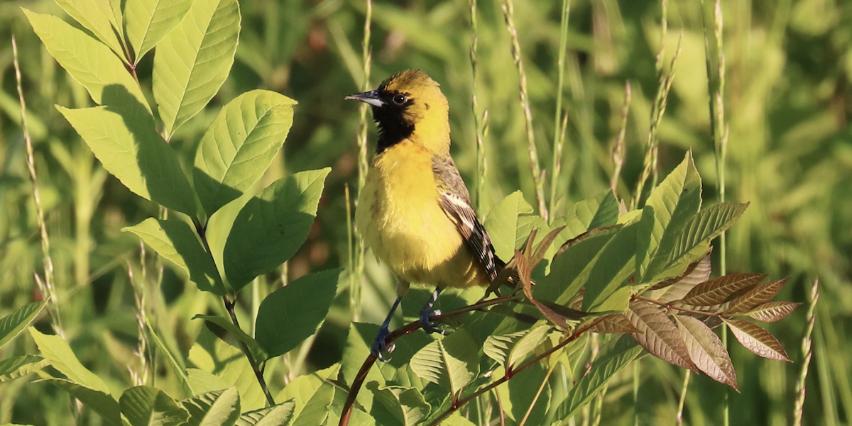 Orchard Oriole - James Wheat