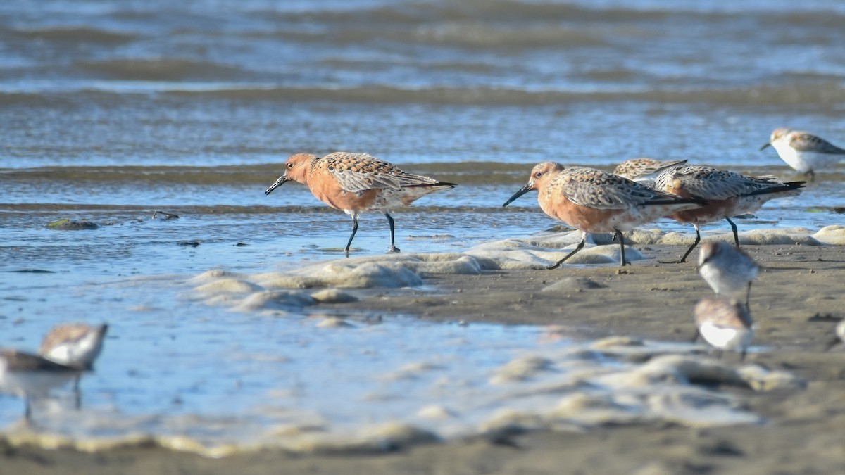 Red Knot - ML599617381
