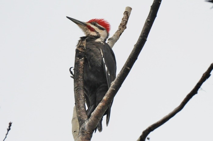 Pileated Woodpecker - Donald Gorham