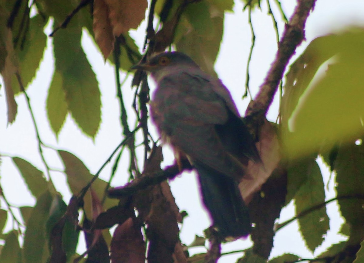 Himalayan Cuckoo - Thad Roller