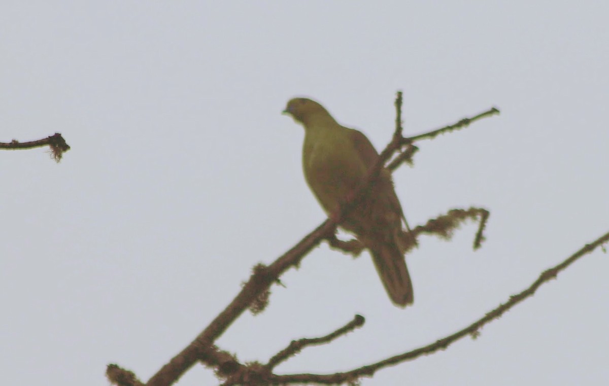 Wedge-tailed Green-Pigeon - ML59962171