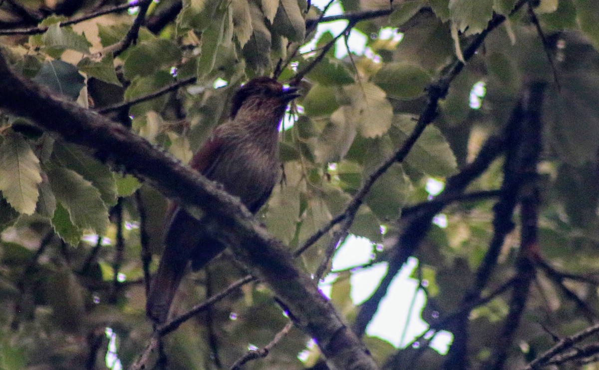 Striated Laughingthrush - Thad Roller