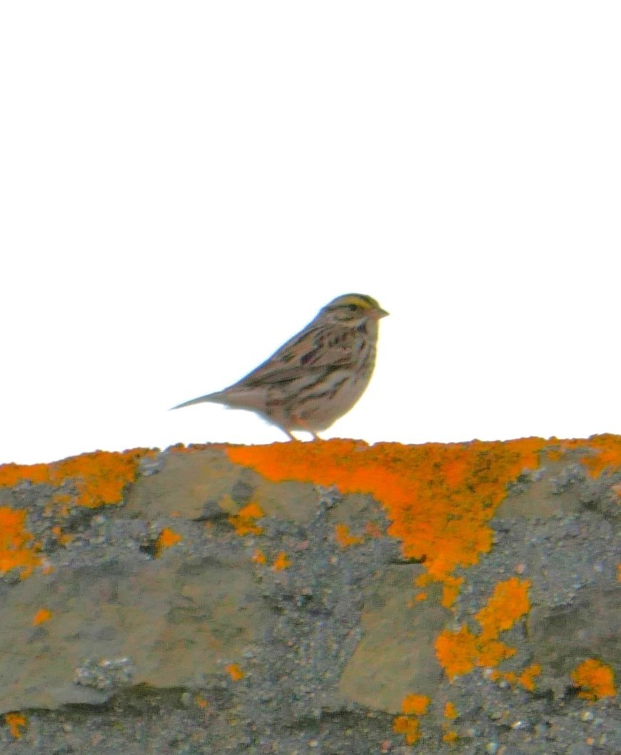 Savannah Sparrow - ML599622931