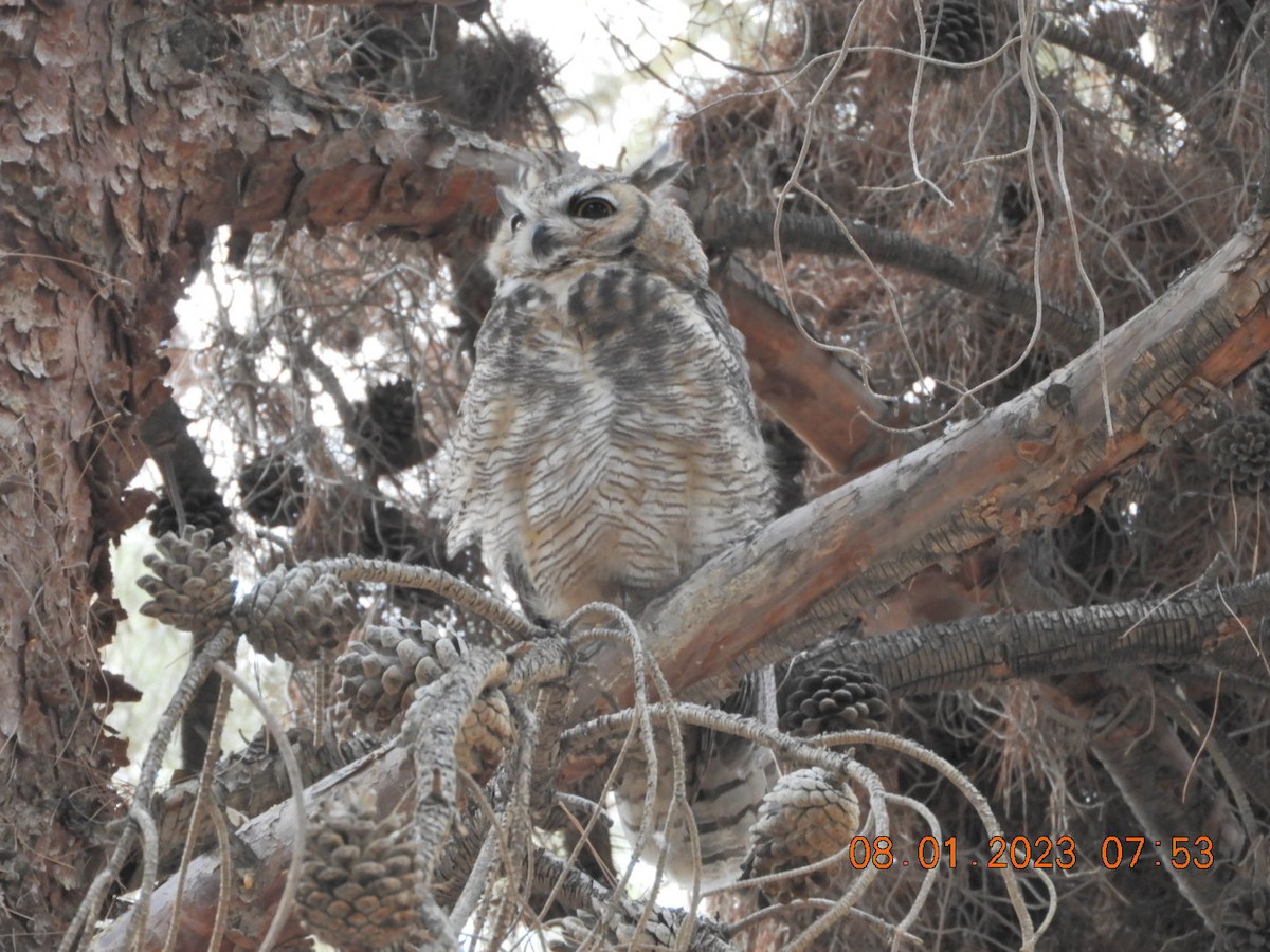Great Horned Owl - ML599625321