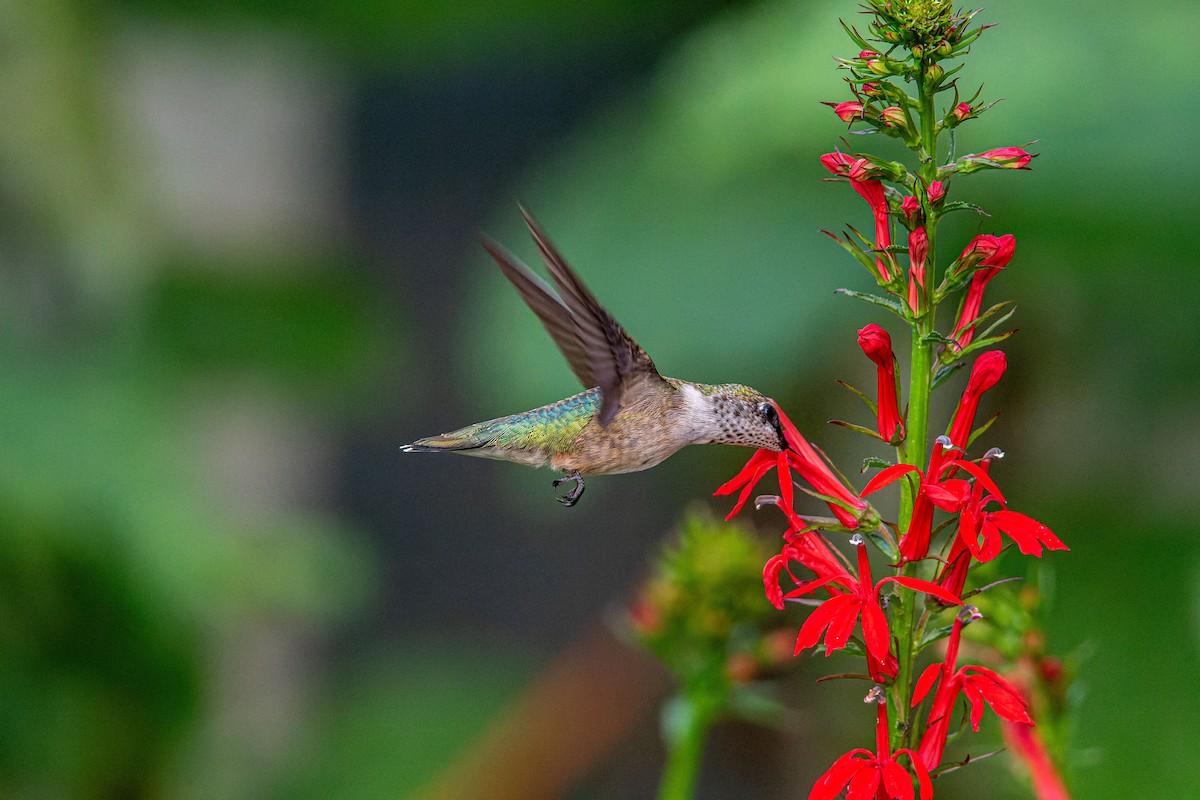 Ruby-throated Hummingbird - ML599625711