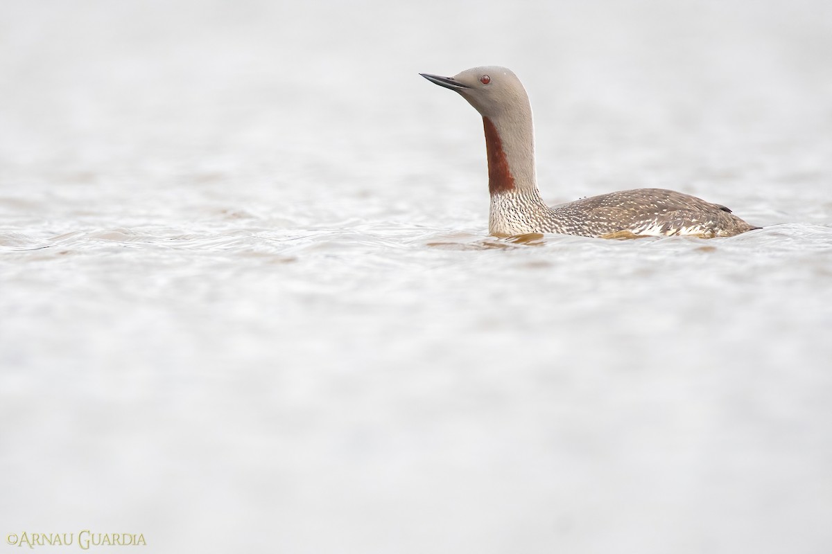 Red-throated Loon - ML599630581
