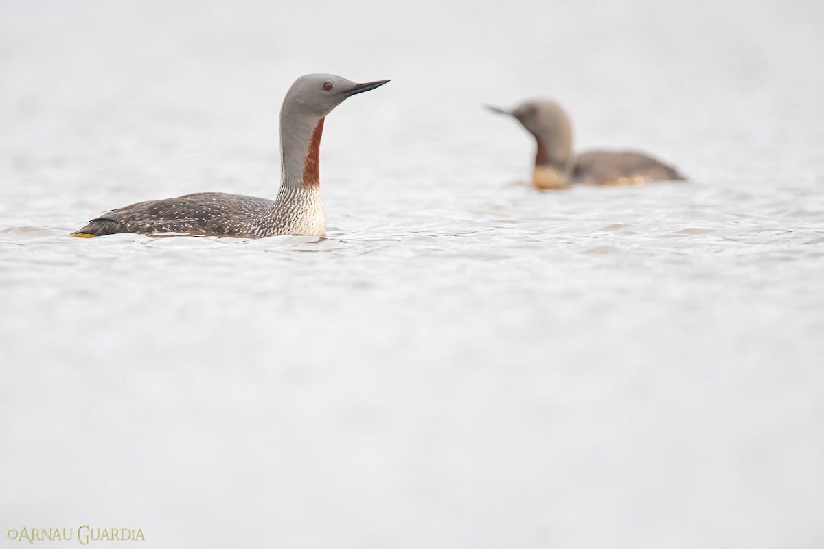 Red-throated Loon - ML599630591