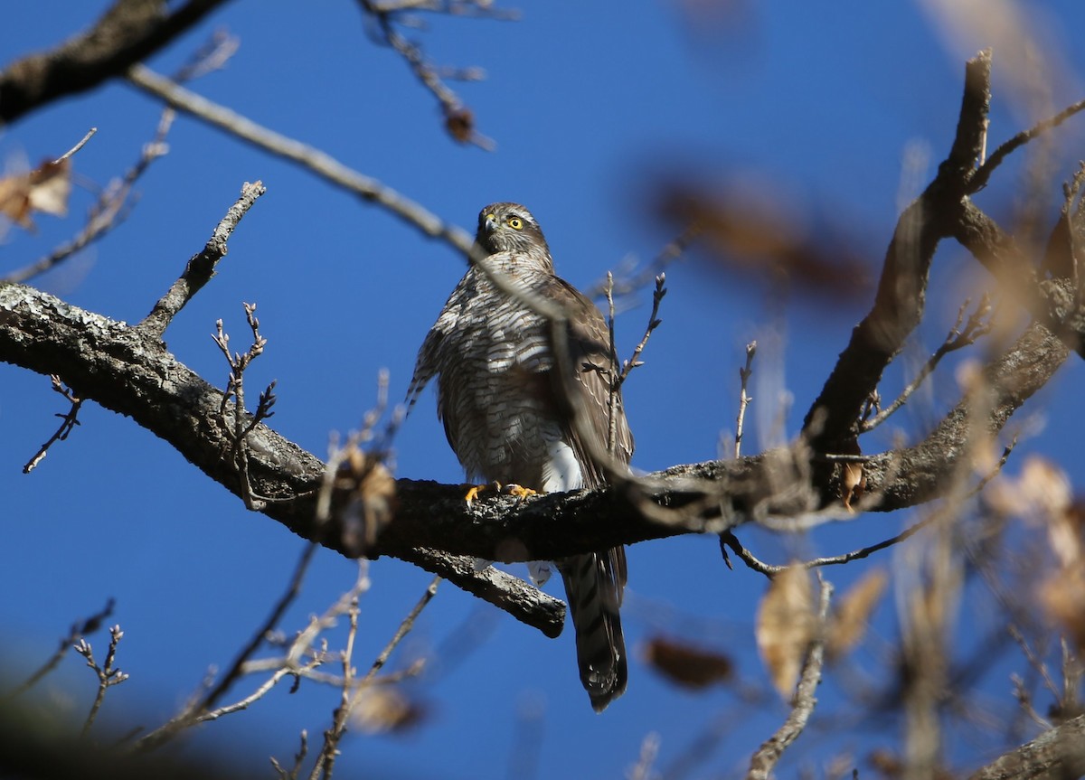 Eurasian Sparrowhawk - ML599637191
