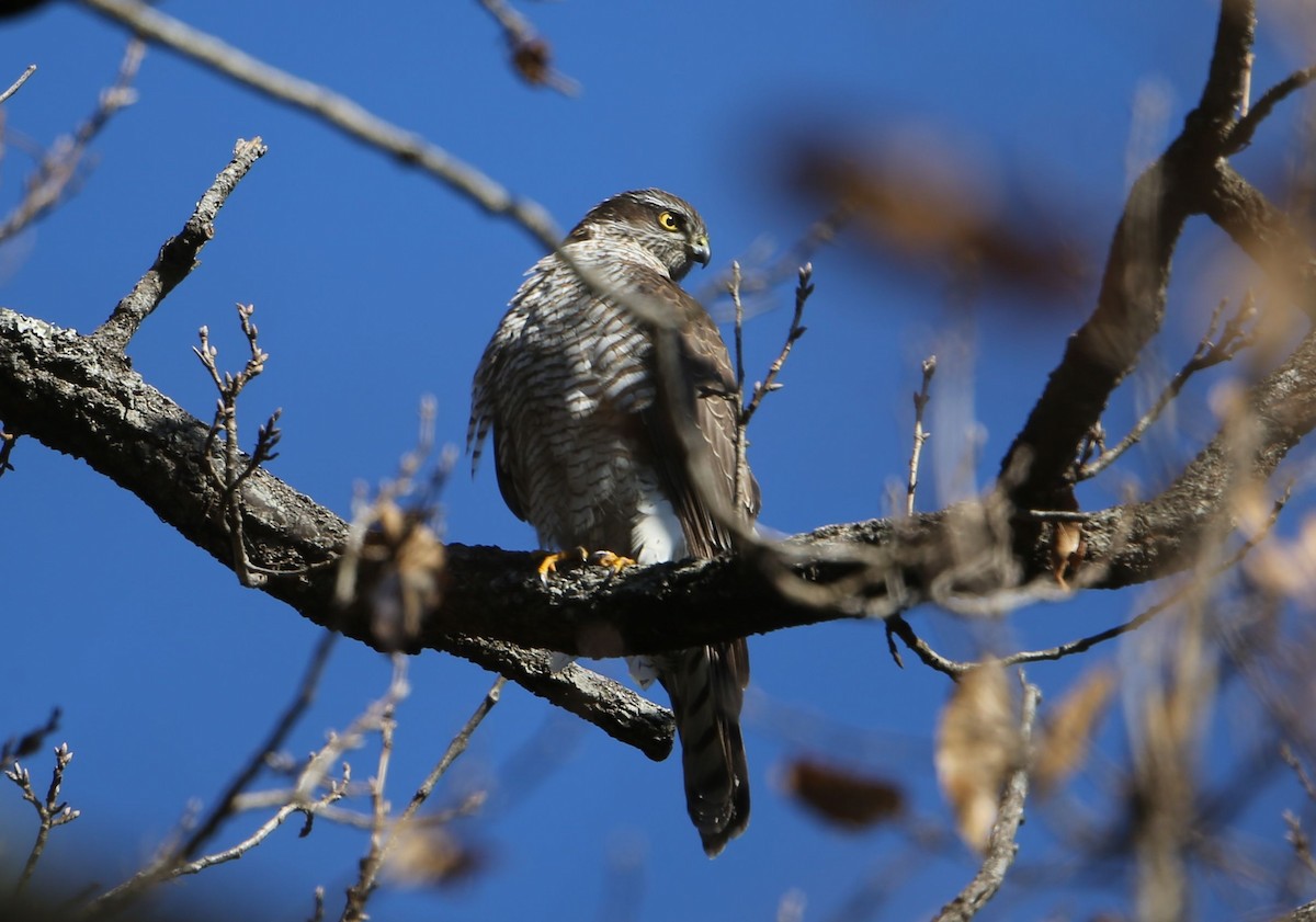 Eurasian Sparrowhawk - ML599637221