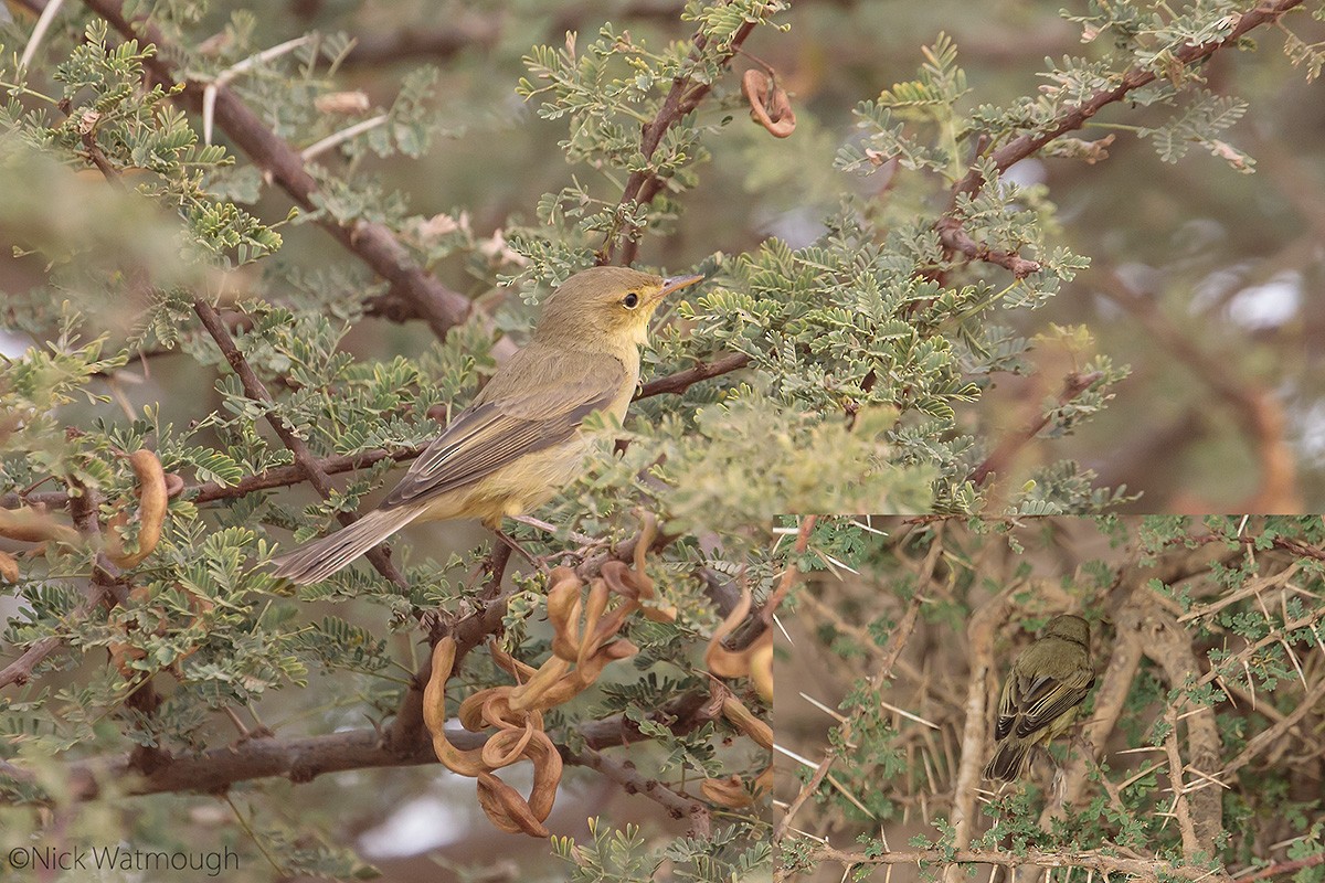 Melodious Warbler - ML599638201