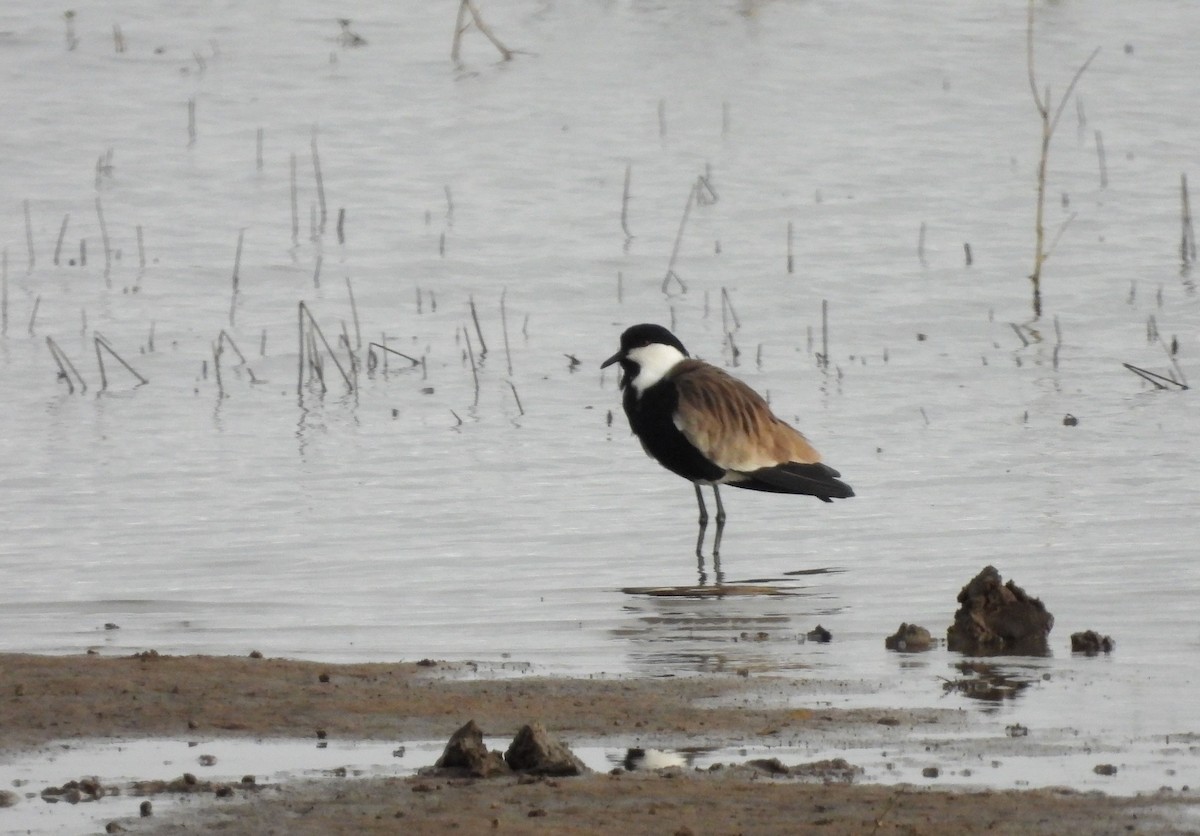 Spur-winged Lapwing - ML599638331