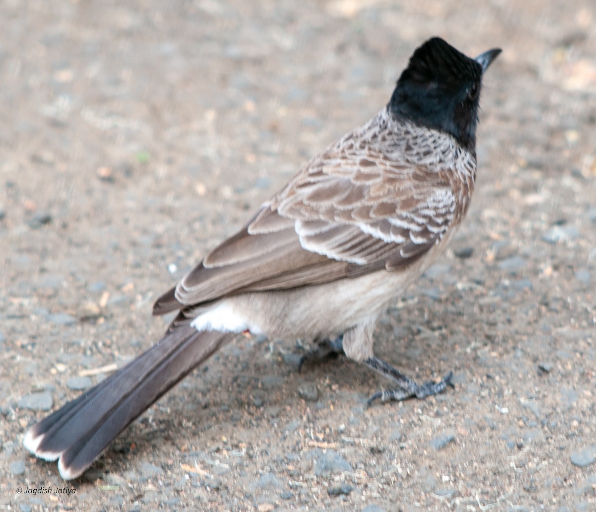 Red-vented Bulbul - ML599642871