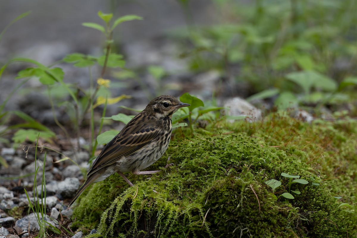 Olive-backed Pipit - ML599643551