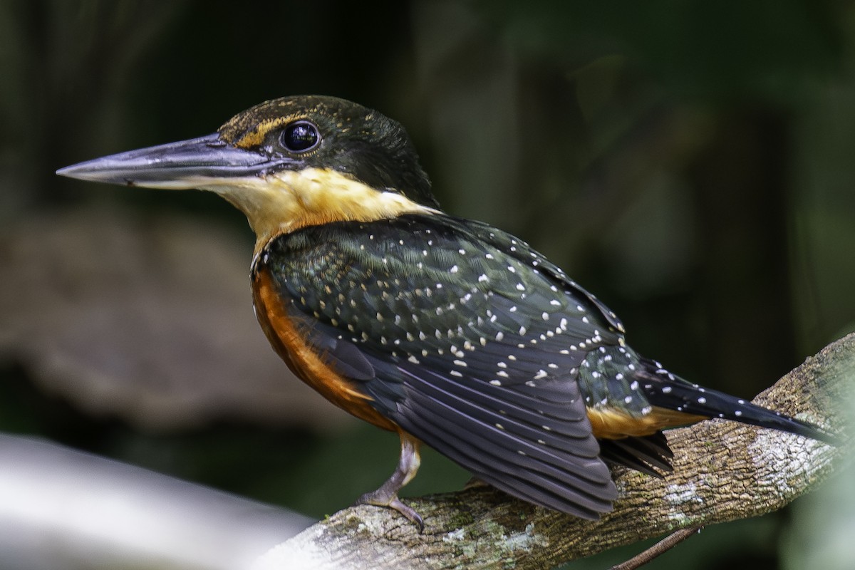 Green-and-rufous Kingfisher - David Bishop