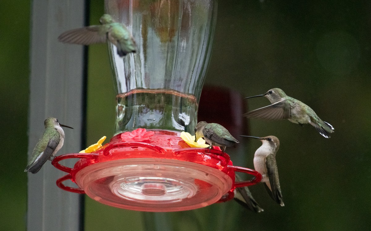 Black-chinned Hummingbird - Esther Sumner