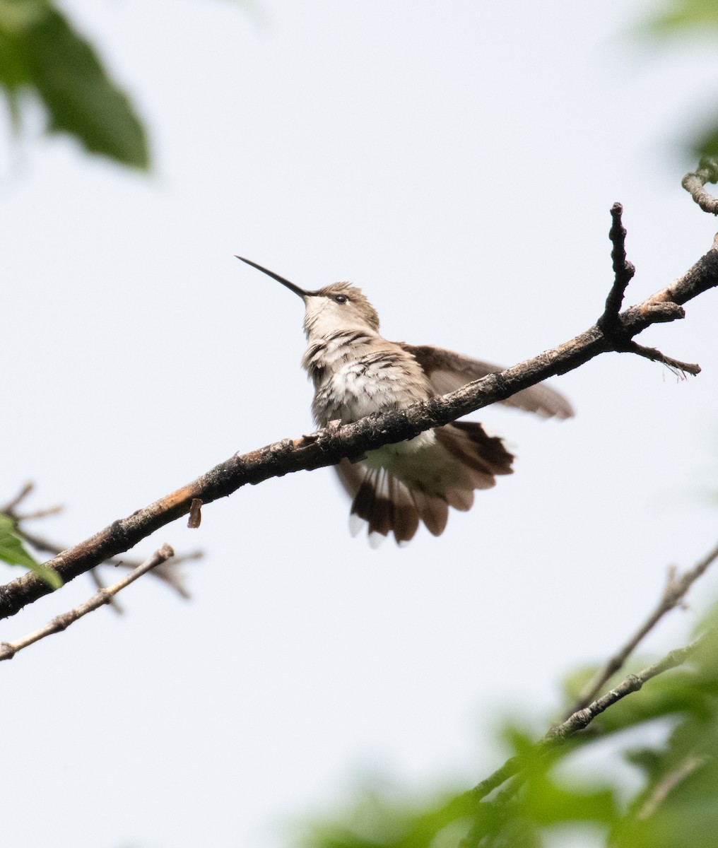 Black-chinned Hummingbird - ML599645071