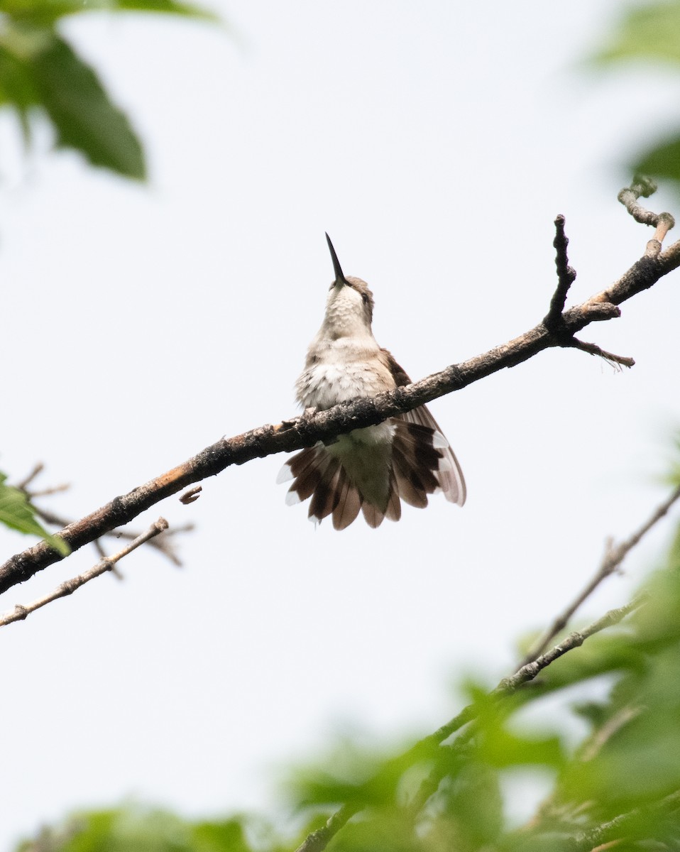 Black-chinned Hummingbird - ML599645081