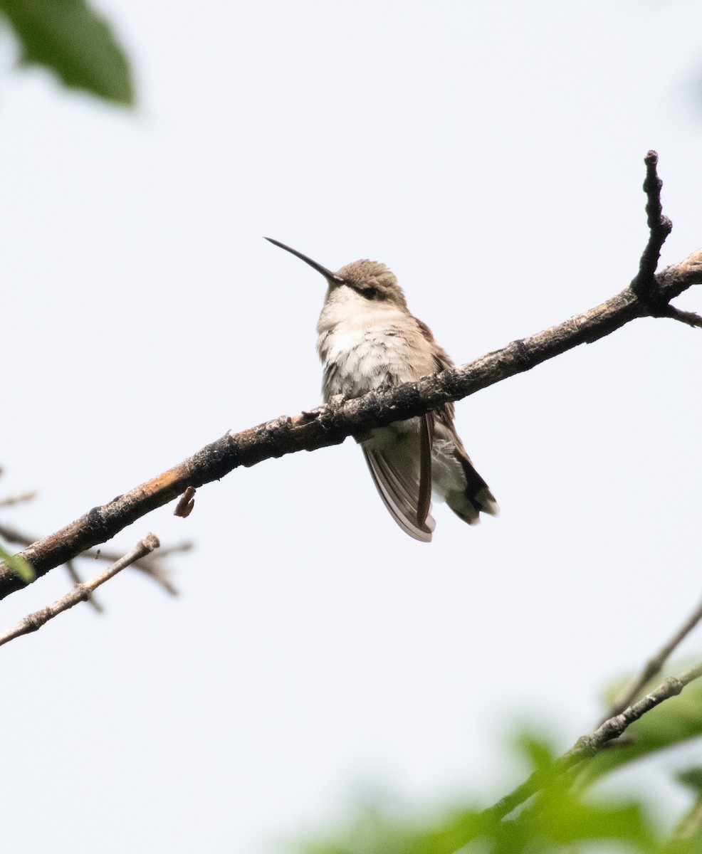 Black-chinned Hummingbird - ML599645091