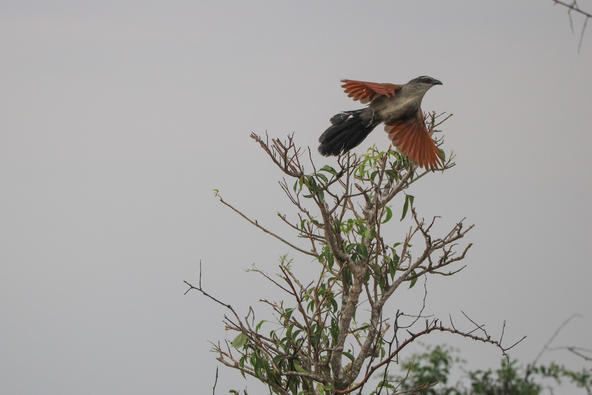 White-browed Coucal - ML599649751