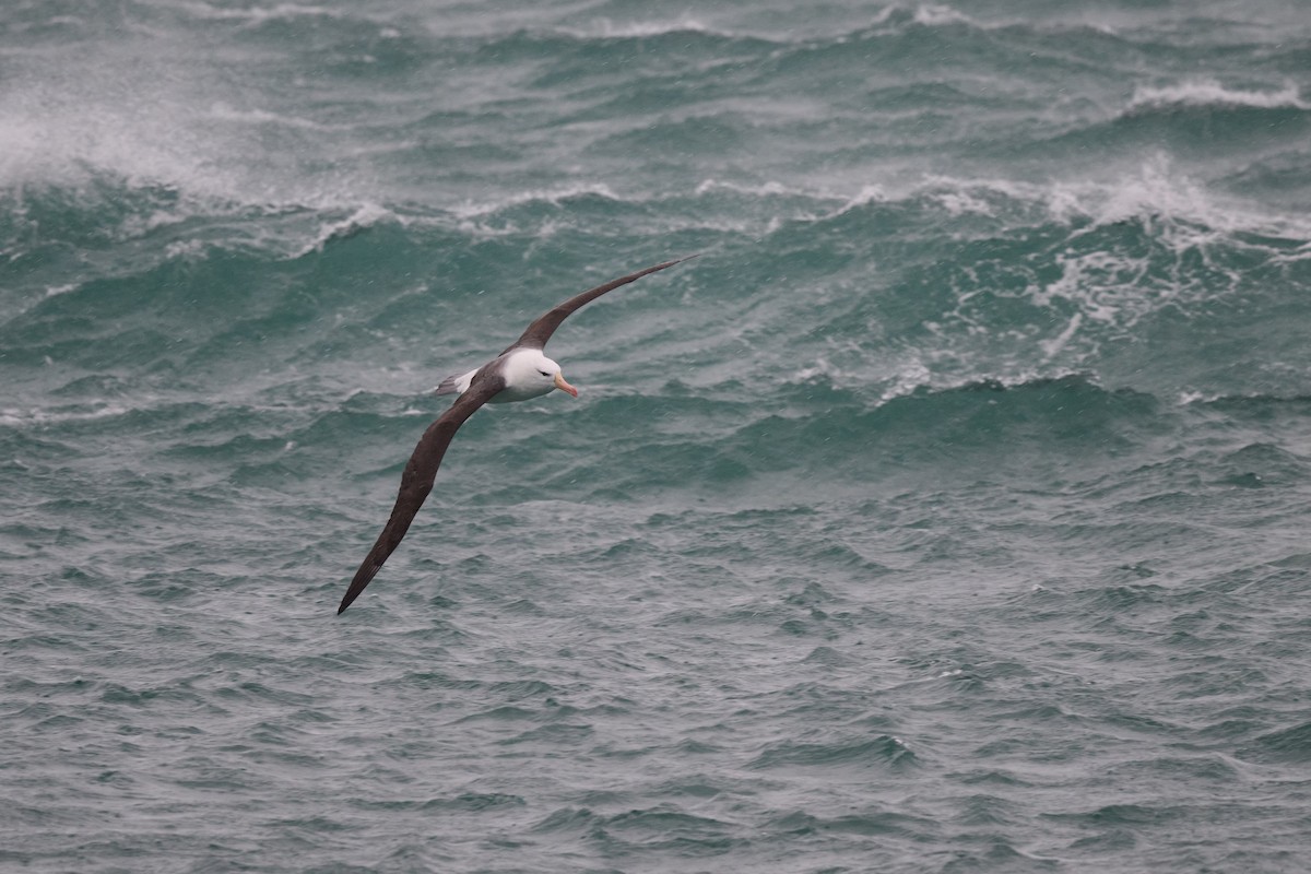 Albatros à sourcils noirs (melanophris) - ML599649941